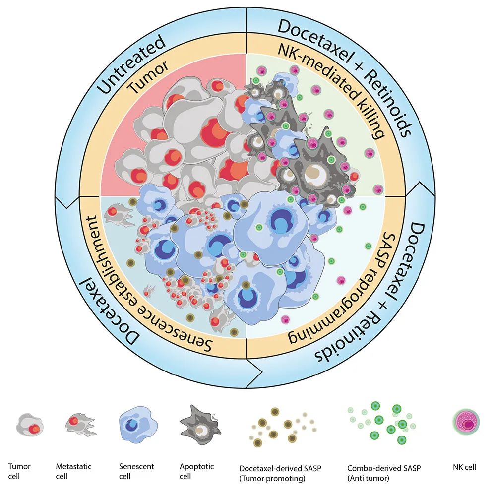 Cancer Cell：激活維A酸受體，可重編程衰老反應(yīng)，增強(qiáng)NK細(xì)胞抗腫瘤活性